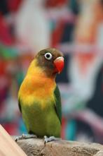 Jonge Baby Agapornis | Fischeri | Div. Kleuren | Handtam, Meerdere dieren, Dwergpapegaai of Agapornis, Pratend