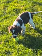 Hele mooie HEIDEWACHTEL pup - teefje