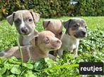 Hele knappe Jack Russell pups (lavendel/blauw), Dieren en Toebehoren, Honden | Jack Russells en Terriërs, Jack Russell Terriër