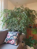 Ficus Benjamin - Prachtige Kamerplant, Huis en Inrichting, Kamerplanten, Ophalen, Ficus, 200 cm of meer, Halfschaduw