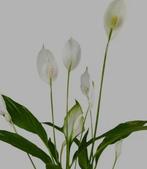 Lepelplant kamerplant, Ophalen, Halfschaduw, Minder dan 100 cm