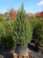Picea glauca conica, Bloeit niet, Minder dan 100 cm, Volle zon, In pot
