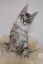 Prachtig maine coon kitten katertje met stamboom!, Dieren en Toebehoren, Katten en Kittens | Raskatten | Langhaar, Kater, Gechipt