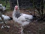 Jonge sundheimer haan van 20 april dit jaar., Dieren en Toebehoren, Pluimvee, Mannelijk, Kip