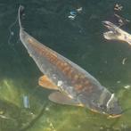 Aragoke koi 42cm, Dieren en Toebehoren, Vissen | Vijvervissen, Karper of Koi