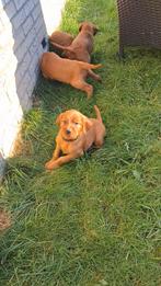 Prachtige rode ierse setters Pups, Rashonden met Stamboom !, Dieren en Toebehoren, Overige rassen, 8 tot 15 weken, Meerdere, Meerdere dieren