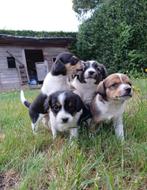 Boerenfox puppy's | Driekleur, Rabiës (hondsdolheid), Jack Russell Terriër, 8 tot 15 weken, Meerdere