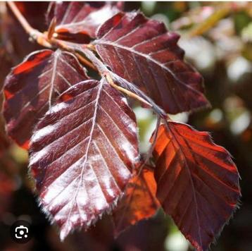 Fagus sylvatica atropunicea rode beuk 40 t/m 175 cm  beschikbaar voor biedingen