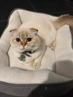 Allerliefste katje zoekt dringend naar een nieuw warm huisje, Kater, 0 tot 2 jaar