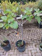 Vijgenboom op stam, Bloeit niet, Overige soorten, 100 tot 250 cm, Ophalen
