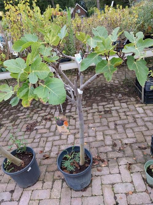 Vijgenboom op stam, Tuin en Terras, Planten | Bomen, Overige soorten, 100 tot 250 cm, Volle zon, Bloeit niet, In pot, Ophalen