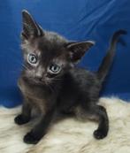 Abessijn x Chausie F6a kittens incl stamboom, Dieren en Toebehoren, Katten en Kittens | Raskatten | Korthaar, Meerdere dieren