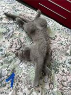 Brits Korthaar kitten ter adoptie, Meerdere dieren, Gechipt, 0 tot 2 jaar