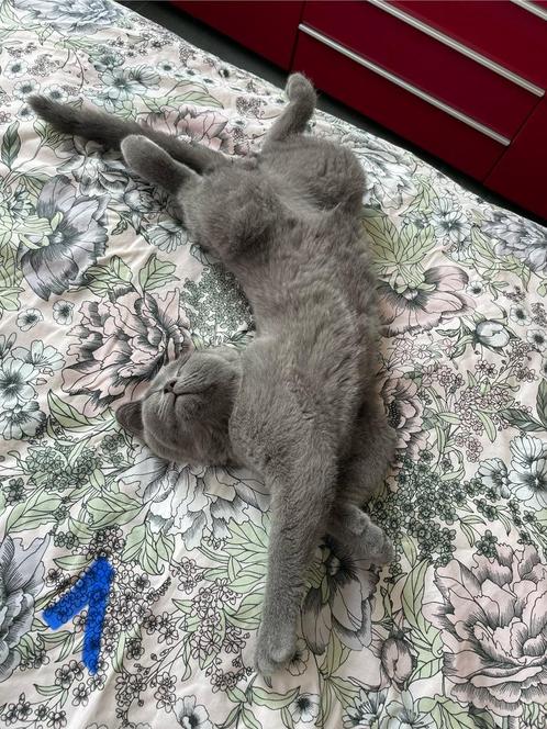 Brits Korthaar kitten ter adoptie, Dieren en Toebehoren, Katten en Kittens | Raskatten | Korthaar, Meerdere dieren, 0 tot 2 jaar