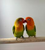 Fischeri koppel, Meerdere dieren, Dwergpapegaai of Agapornis