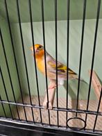 Zeer mooie Bastaard, Dieren en Toebehoren, Mannelijk, Wildzangvogel