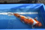 Hariwake?? / Koi karpers, Dieren en Toebehoren, Vissen | Vijvervissen, Karper of Koi