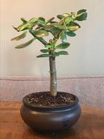 Mooie Jade Bonsai, Ophalen, Minder dan 100 cm