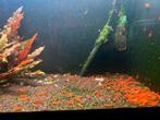 High Grade Orange Sakura Sunkiss Garnalen🔥SALE🔥🦐🧡, Dieren en Toebehoren, Vissen | Aquariumvissen, Kreeft, Krab of Garnaal