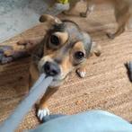 Lieve jonge hond zoekt droomhuis, 1 tot 2 jaar, Teef, Eén hond, Klein