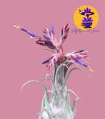 Tillandsia Seleriana, Ophalen of Verzenden, Overige soorten, Minder dan 100 cm