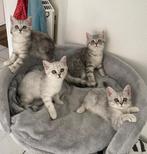 Britse korthaar kittens mogen verhuizen nog 2 beschikbaar, Dieren en Toebehoren, Katten en Kittens | Raskatten | Korthaar, Meerdere dieren