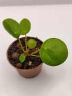 Pilea peperomioides mojito stekje 1, Ophalen, Overige soorten, Halfschaduw, Minder dan 100 cm