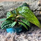 Anthurium Luxurians x Radicans #3, Overige soorten, In pot, Minder dan 100 cm, Groene kamerplant