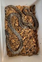 Candoia paulsoni, Dieren en Toebehoren, Reptielen en Amfibieën, Slang, 0 tot 2 jaar
