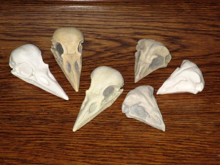 Replica vogel Schedels Kraai Uil KLEUR NAAR WENS bird skulls, Verzamelen, Dierenverzamelingen, Nieuw, Schedel, Vogel, Ophalen of Verzenden