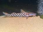Brachyplatystoma tigrinus meerval arowana cichla datnioides, Dieren en Toebehoren, Vis