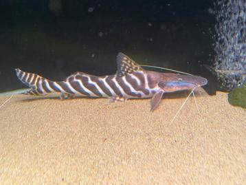 Brachyplatystoma tigrinus meerval arowana cichla datnioides beschikbaar voor biedingen