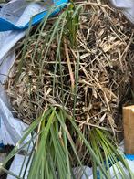 Pampasgras grote kluit, Ophalen, Overige soorten, 100 tot 250 cm