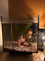 Vis aquarium met vissen en pomp, Ophalen, Zo goed als nieuw, Gevuld zoetwateraquarium