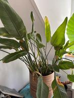 strelitzia reginae met grote pot, Huis en Inrichting, Ophalen, Overige soorten, Minder dan 100 cm