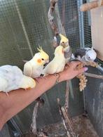 Handtamme valkparkieten, Meerdere dieren