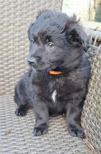 Ter adoptie Dushi, Dieren en Toebehoren, Parvo, 8 tot 15 weken, Teef, Eén hond