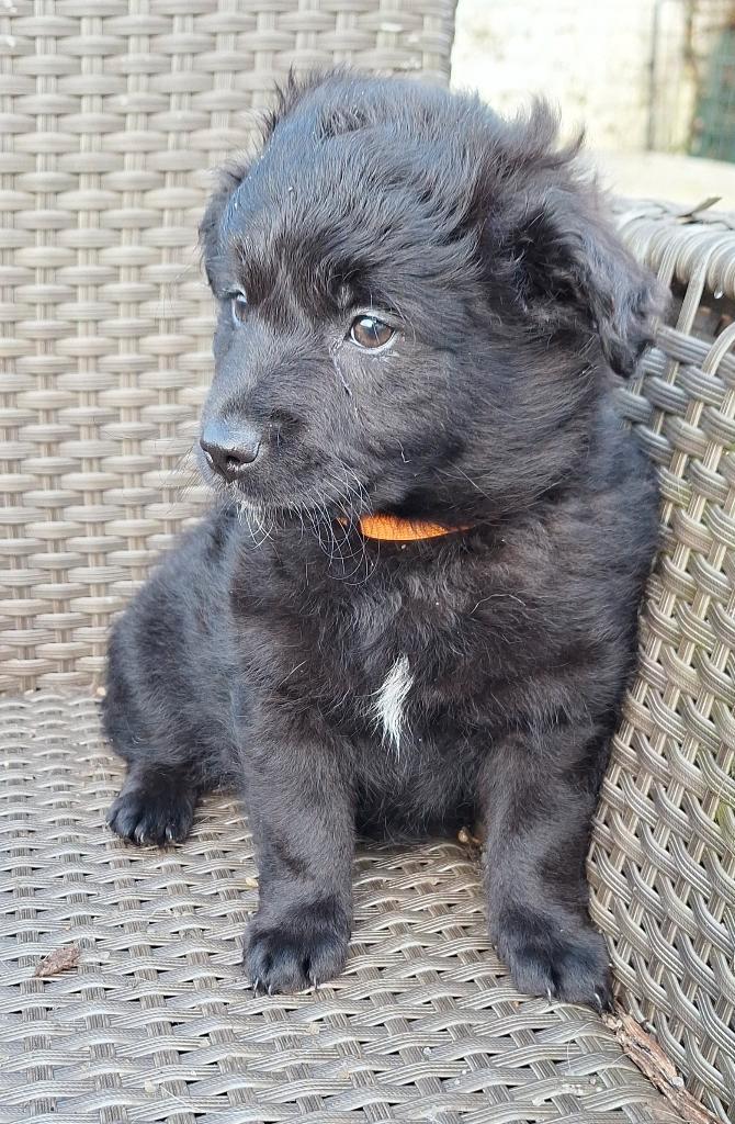 Ter adoptie Dushi, Dieren en Toebehoren, Honden | Niet-rashonden, Klein, Teef, Particulier, Eén hond, Nederland, 8 tot 15 weken