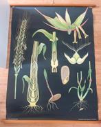 Oude originele schoolpaat: rogge 115 x 90 cm, Ophalen, Natuur en Biologie