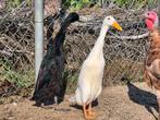 2 Indische loopeenden, Dieren en Toebehoren, Meerdere dieren, Eend