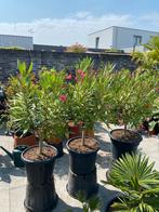 3 prachtige oleanders op stam in ruime potten!, Volle zon, Vaste plant, Zomer, Ophalen