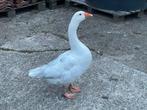 Laveldel kleurige gent gans ganzen, Dieren en Toebehoren, Pluimvee, Meerdere dieren, Gans of Zwaan