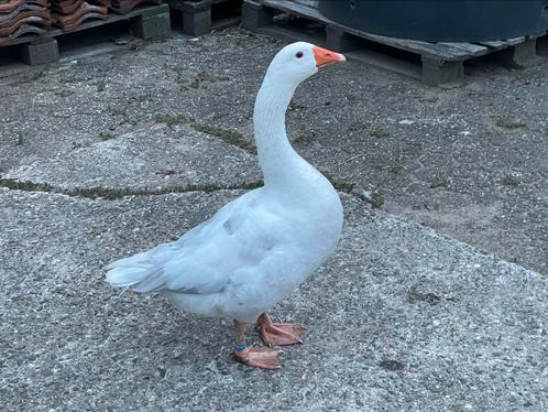 Laveldel kleurige gent gans ganzen, Dieren en Toebehoren, Pluimvee, Gans of Zwaan, Meerdere dieren