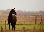 Weiland/ recreatie grond voor paarden te koop gezocht, Dieren en Toebehoren, Stalling en Weidegang