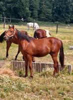Leuke jaarlinghengst D maat, Dieren en Toebehoren, Pony's, Gechipt, 0 tot 2 jaar, Hengst, Onbeleerd
