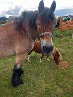 Trekpaard te koop, Dieren en Toebehoren, Paarden, 0 tot 2 jaar