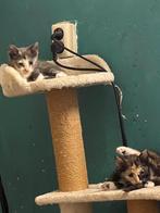 24 juni 2025  geboren, Dieren en Toebehoren, Katten en Kittens | Raskatten | Korthaar, Poes, Ontwormd, 0 tot 2 jaar