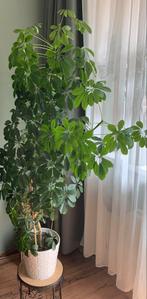 Paraplu plant, Ophalen, Halfschaduw, 150 tot 200 cm