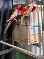 koppel rubino rosellas 2025, Meerdere dieren, Parkiet, Geringd
