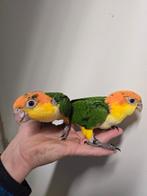 Super tamme jonge Roestkop Caique's, Dieren en Toebehoren, Vogels | Parkieten en Papegaaien, Mannelijk, Papegaai, Geringd